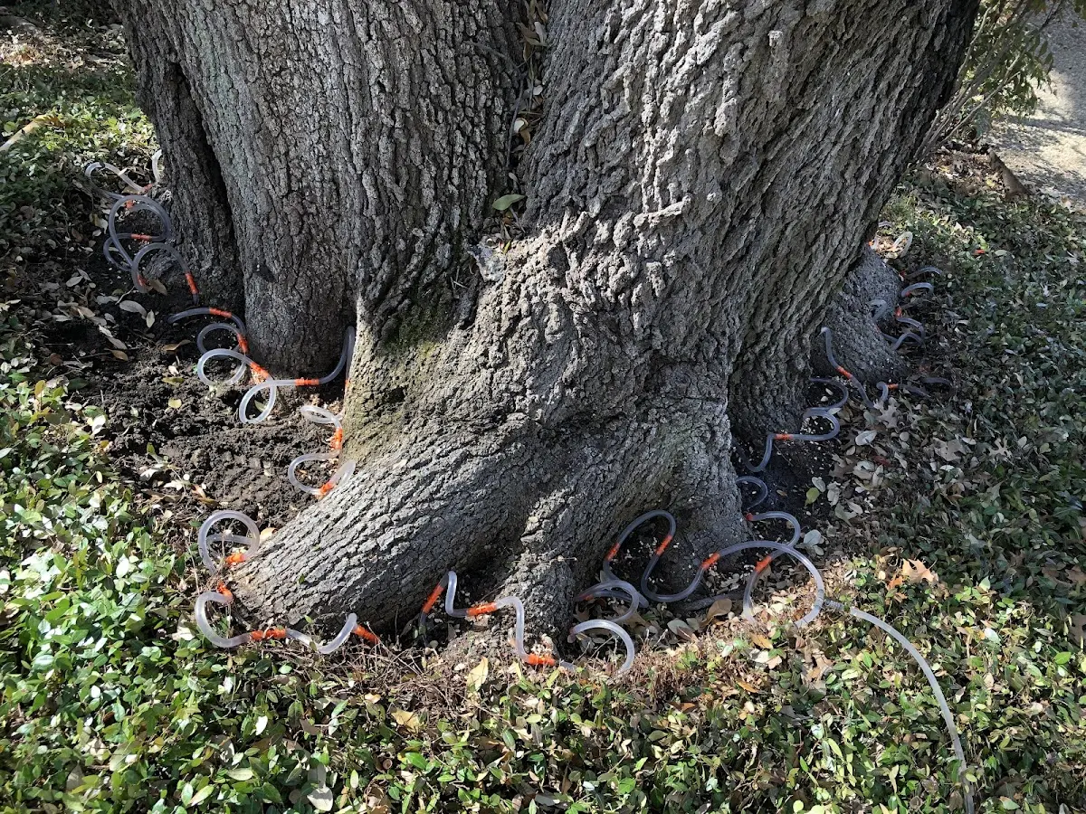 Detailed Tree Cabling and Bracing job site in High Shoals