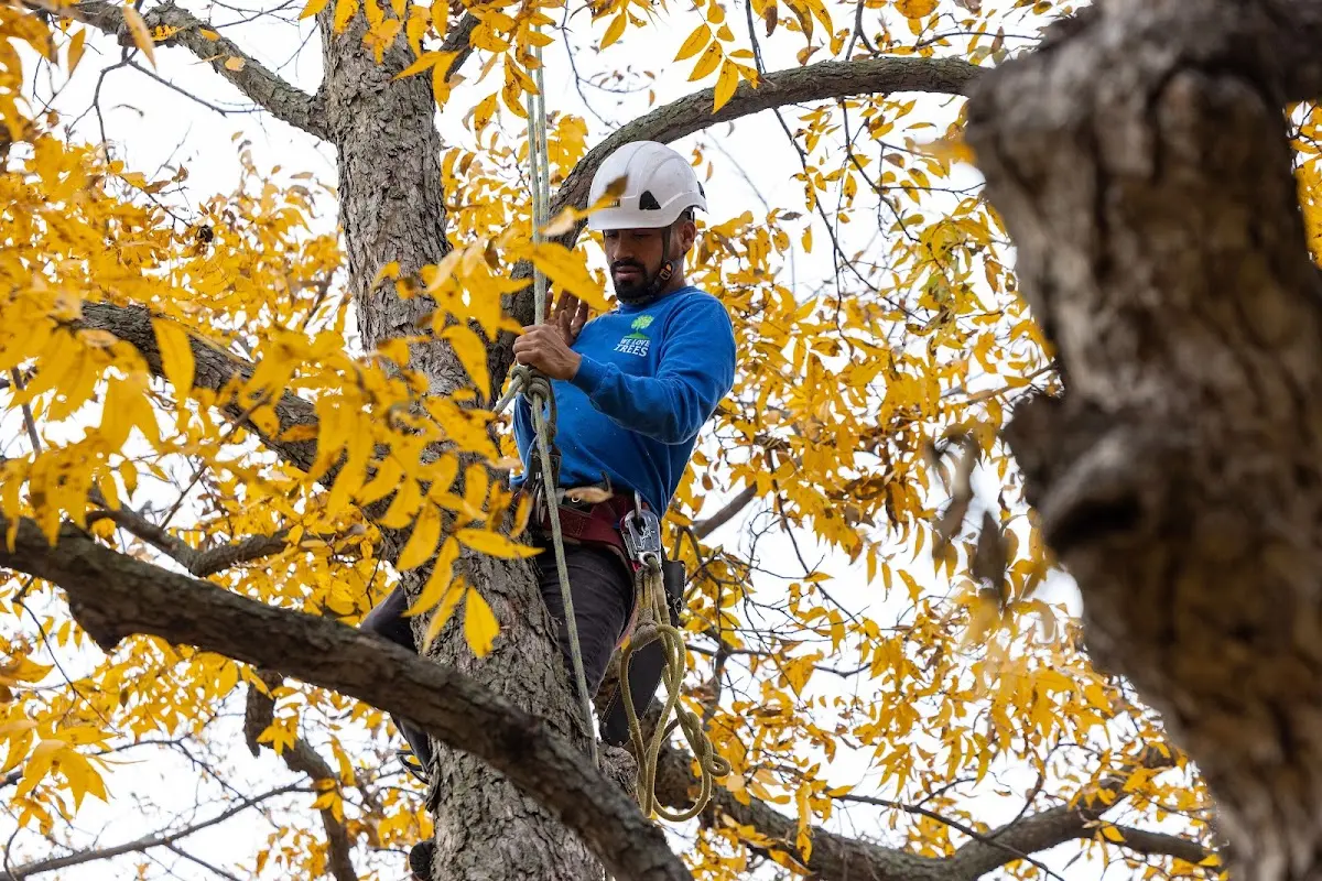 Skilled Tree Trimming crew working in High Shoals